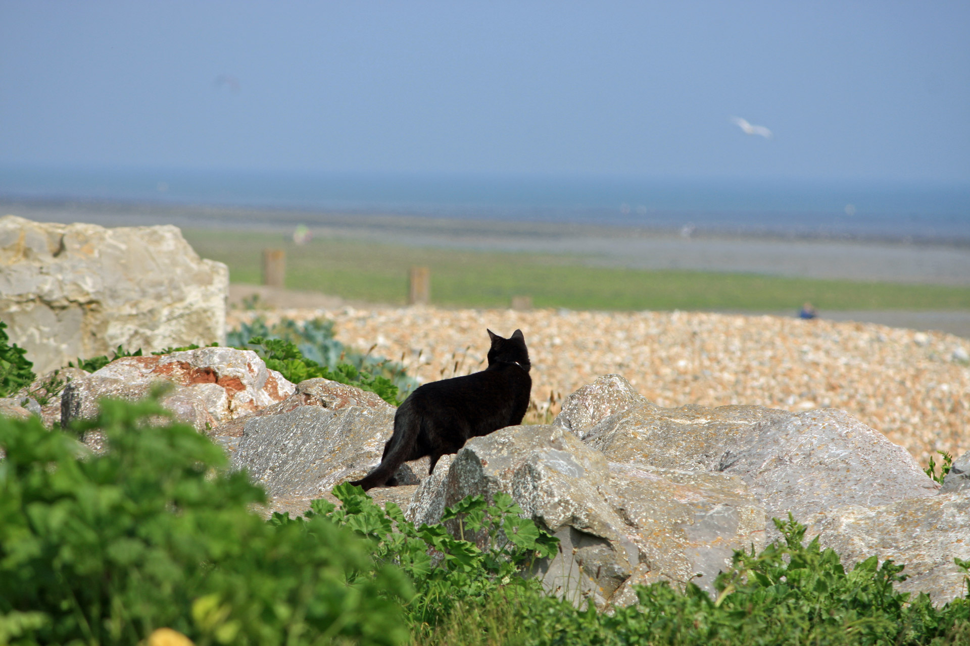 cat black seaside free photo
