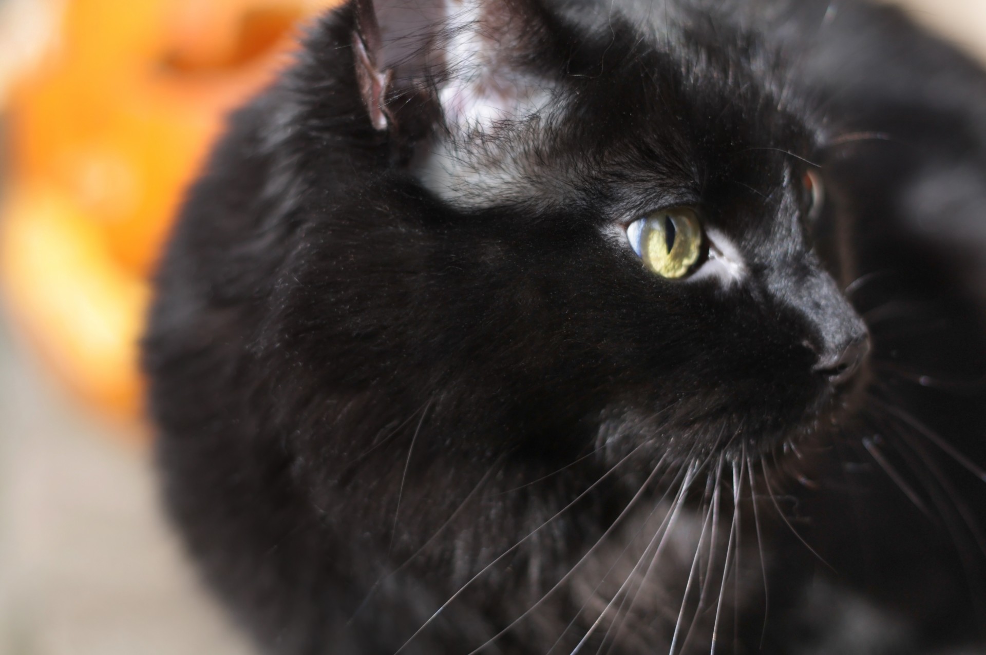 black cat feline free photo