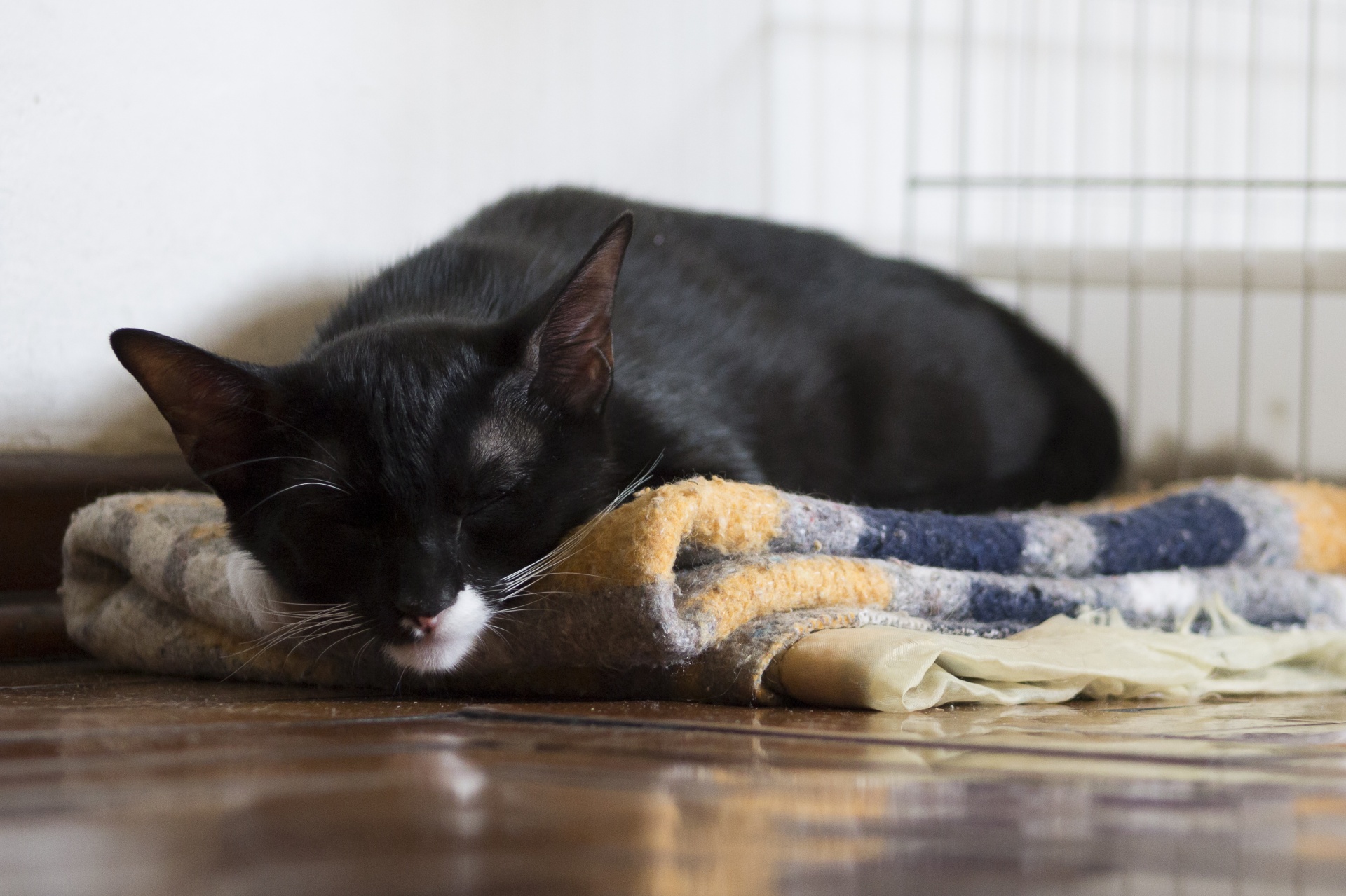 black cat kitten free photo