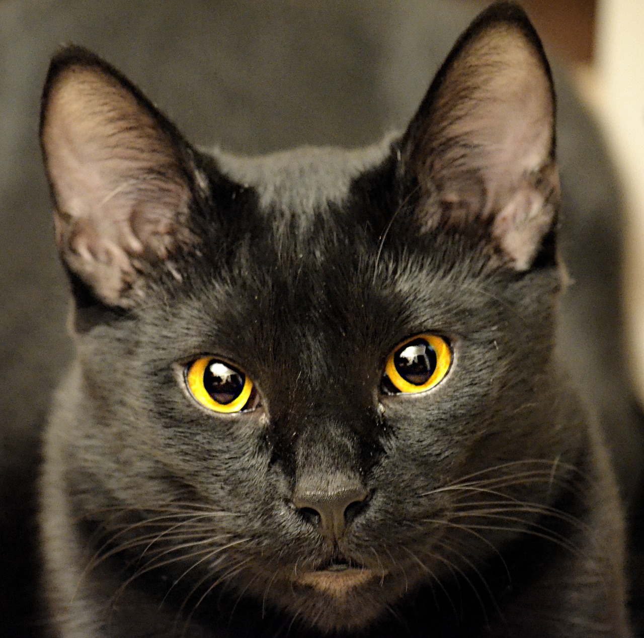 black cat closeup feline free photo