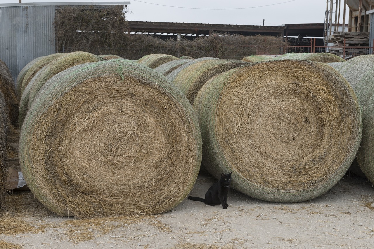 black cat hay bales free photo