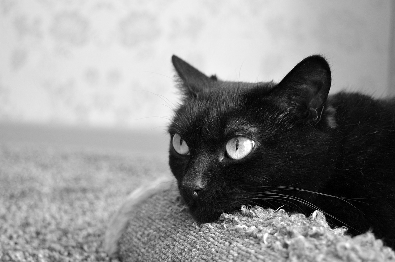 black cat scratching posts pet free photo