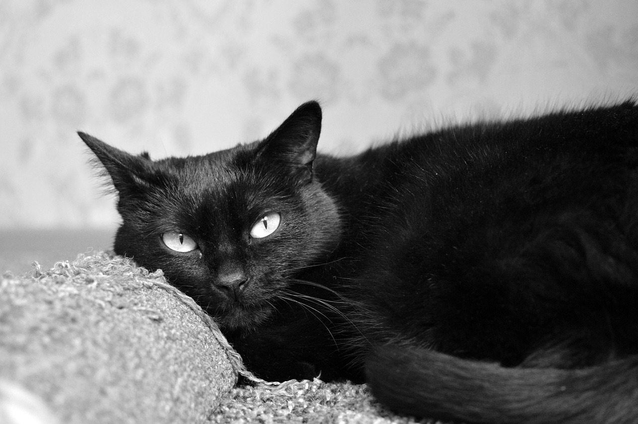 black cat scratching posts views free photo