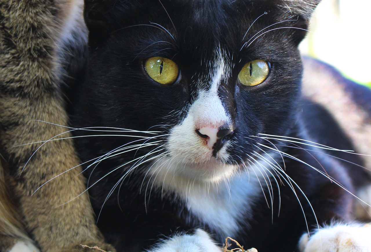 black cat cat feline free photo