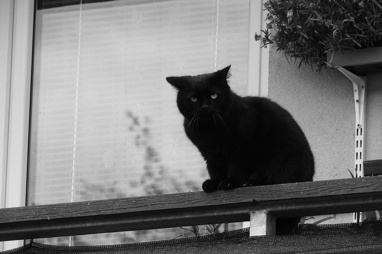 black cat cat on a balcony cat in free photo