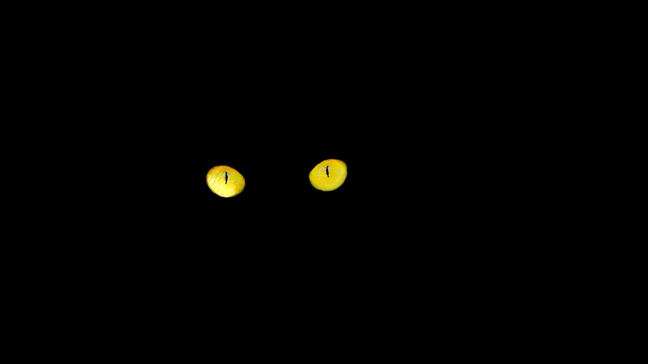 black cat eyes cat's eyes free photo