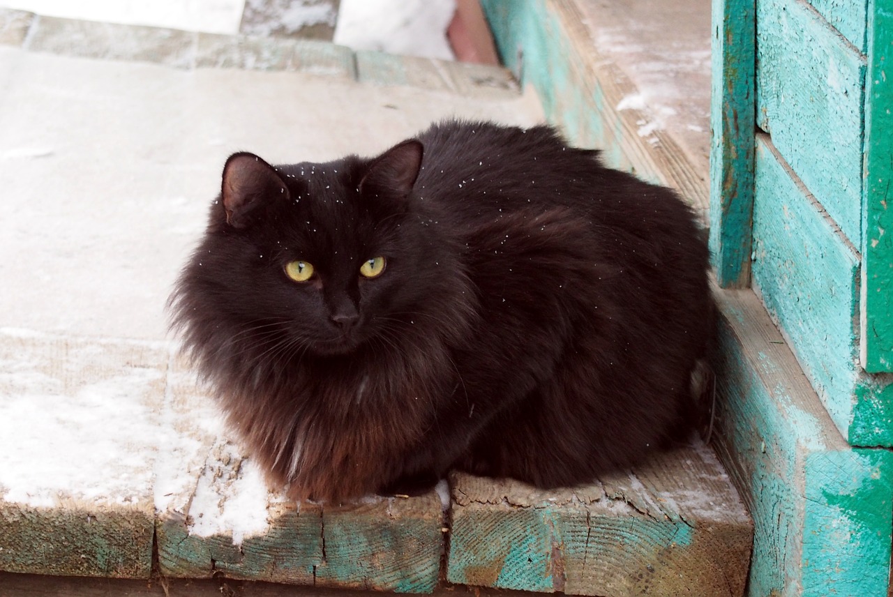black cat dacha animals free photo