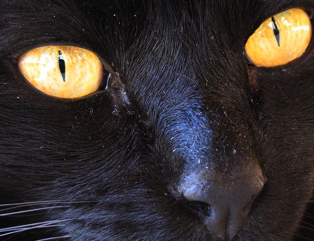 black cat cat yellow eyes free photo