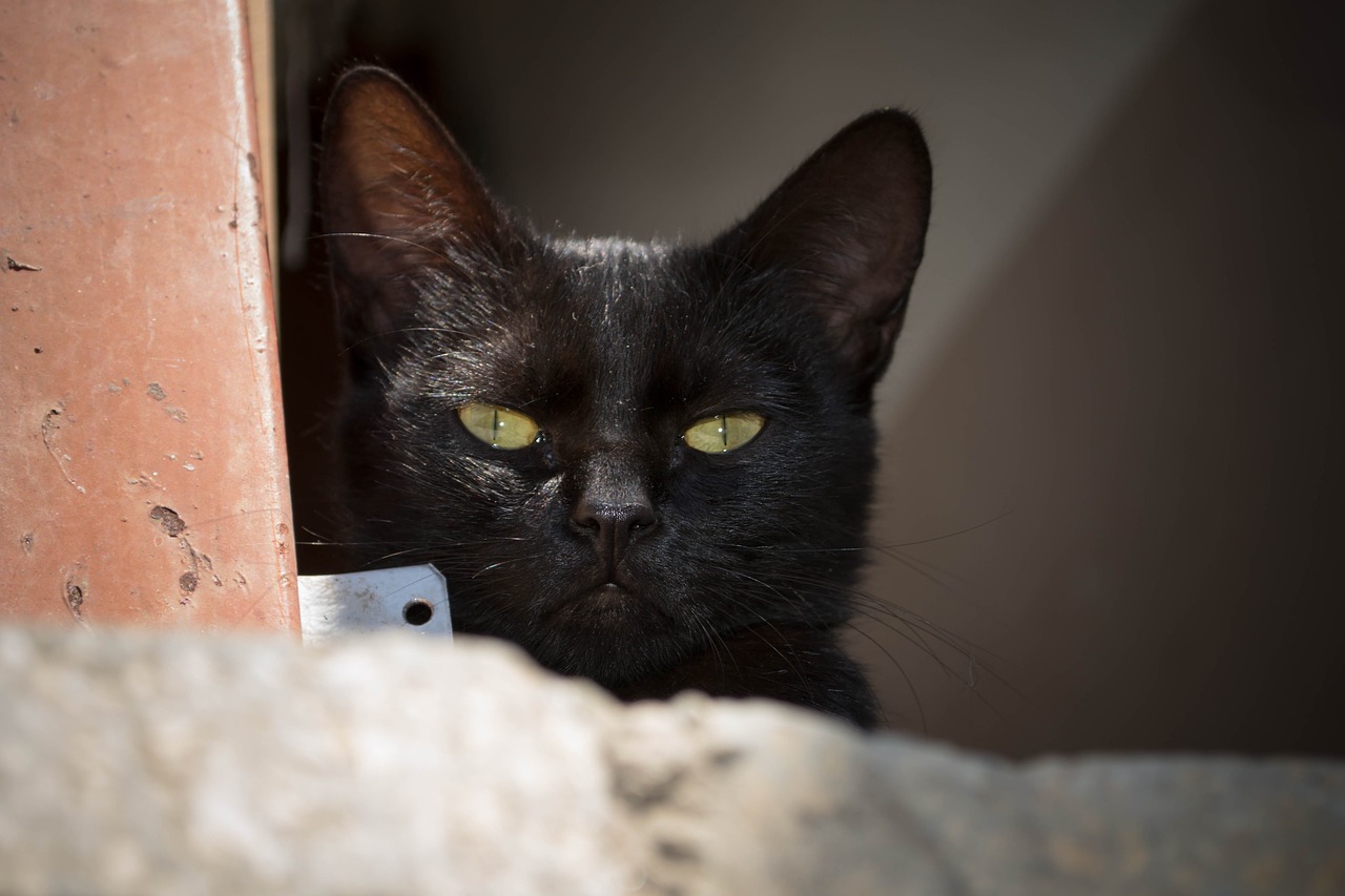 black cat gato gato preto free photo