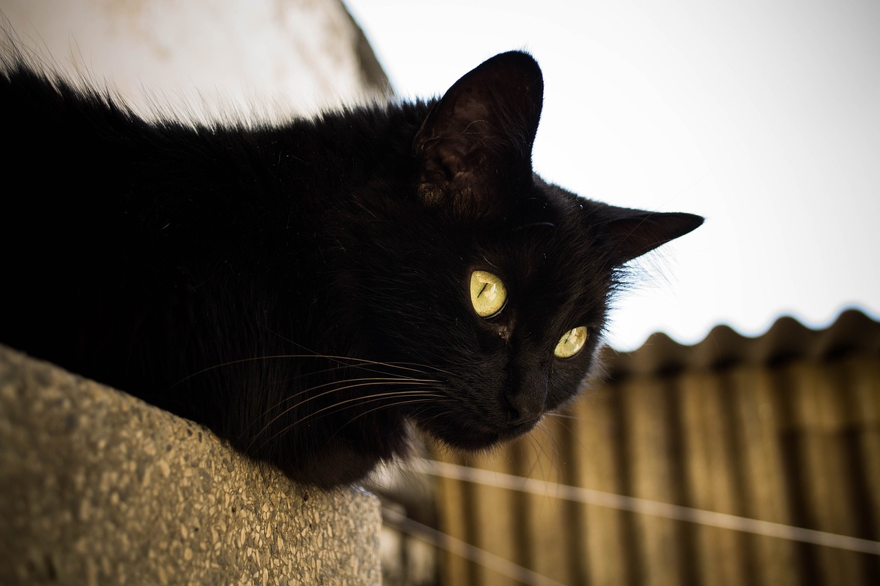 black cat gato gato preto free photo