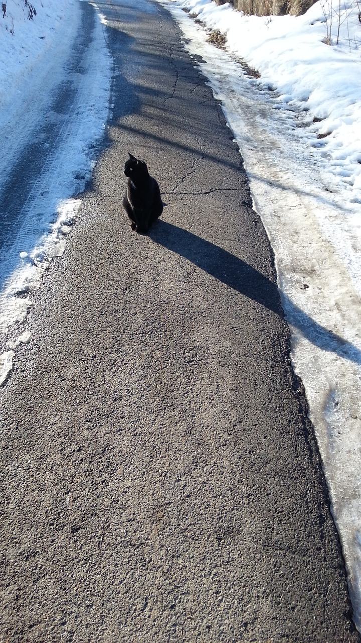 black cat snow cat free photo