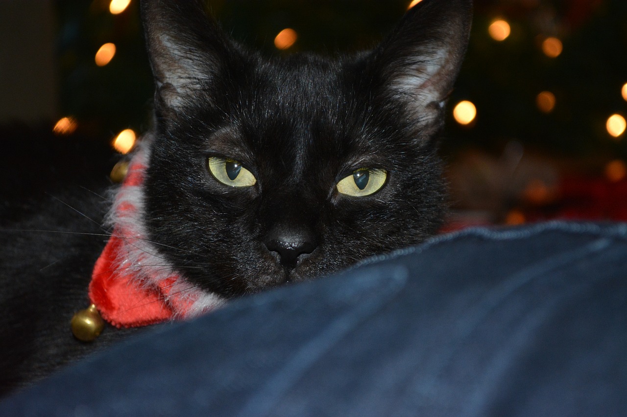 black cat cat christmas free photo