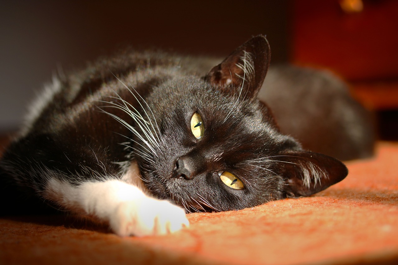 black cat stare pet free photo
