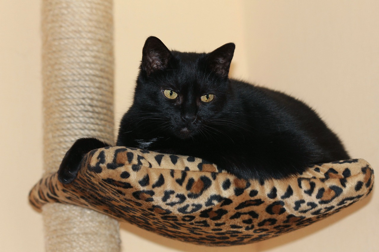 black cat european shorthair cute free photo