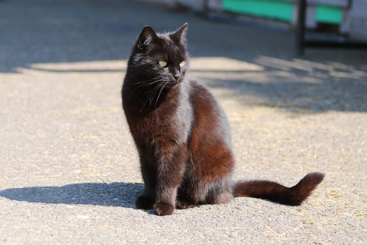 black cat  shadow  animal free photo