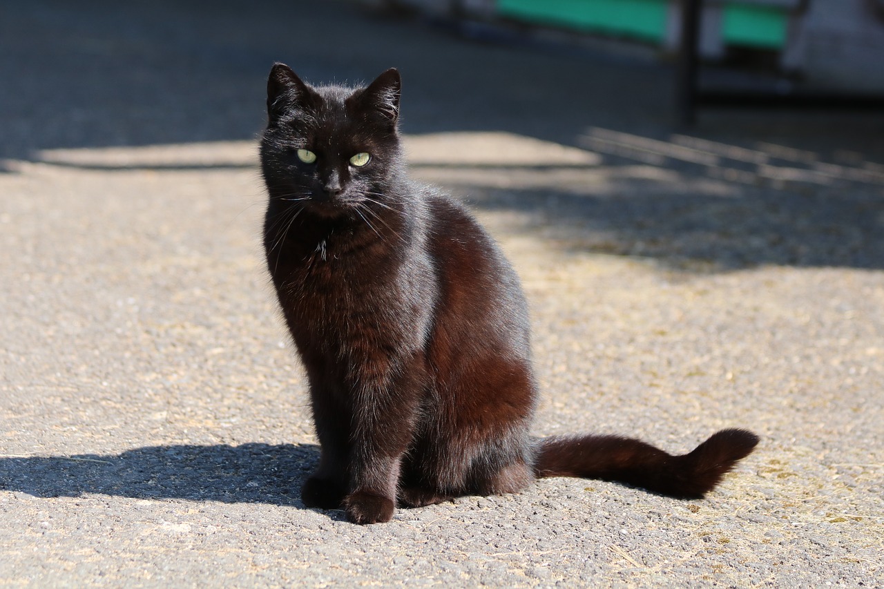 black cat  shadow  animal free photo