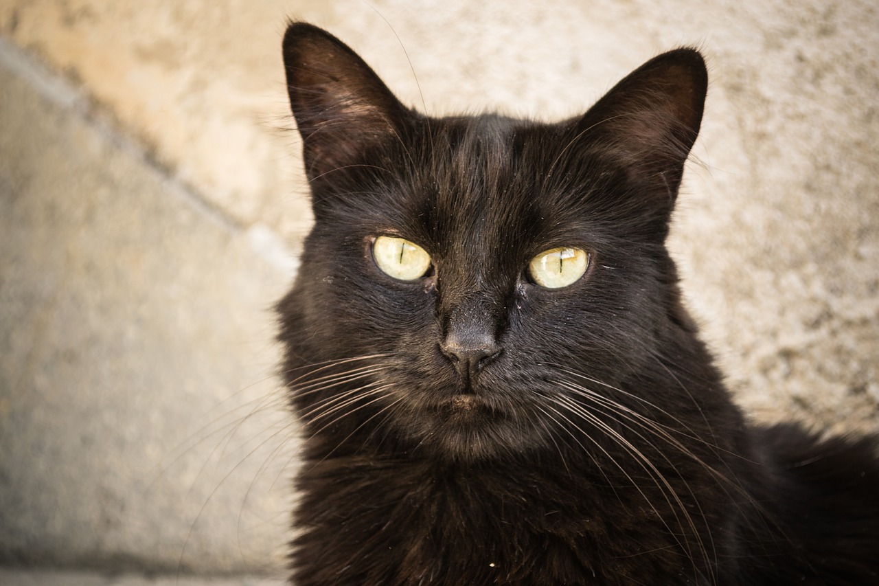 black cat  cat  animal free photo
