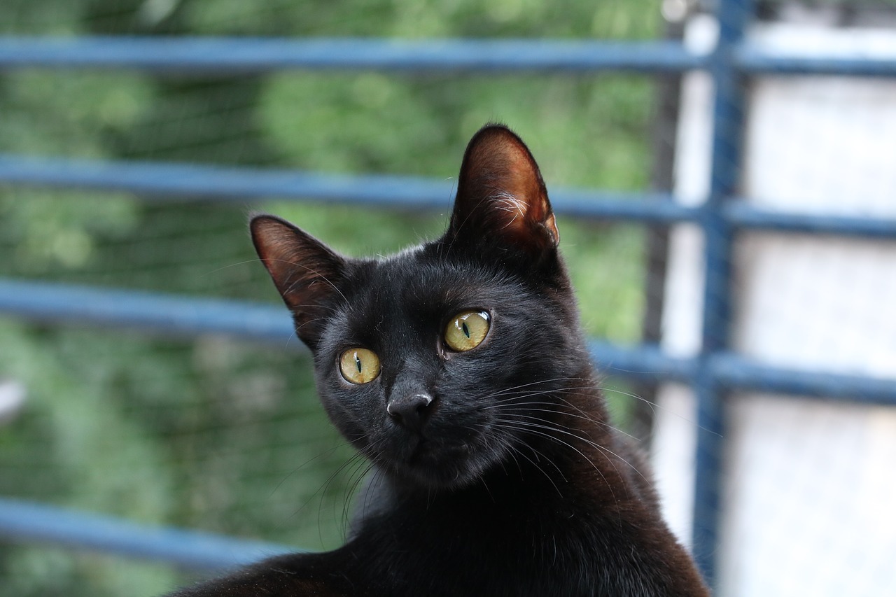 black cat  mammal  animal free photo