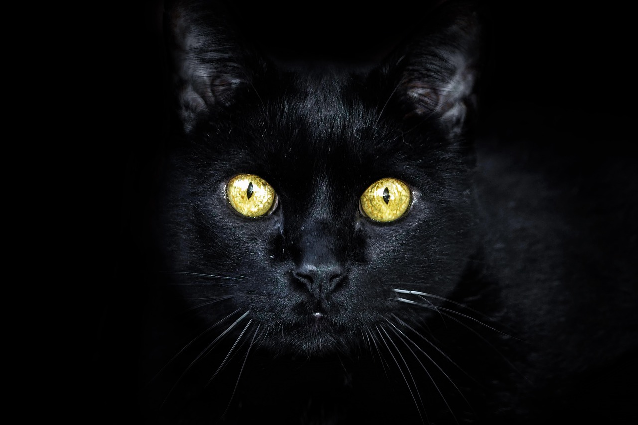 black cat  golden eyes  cat free photo