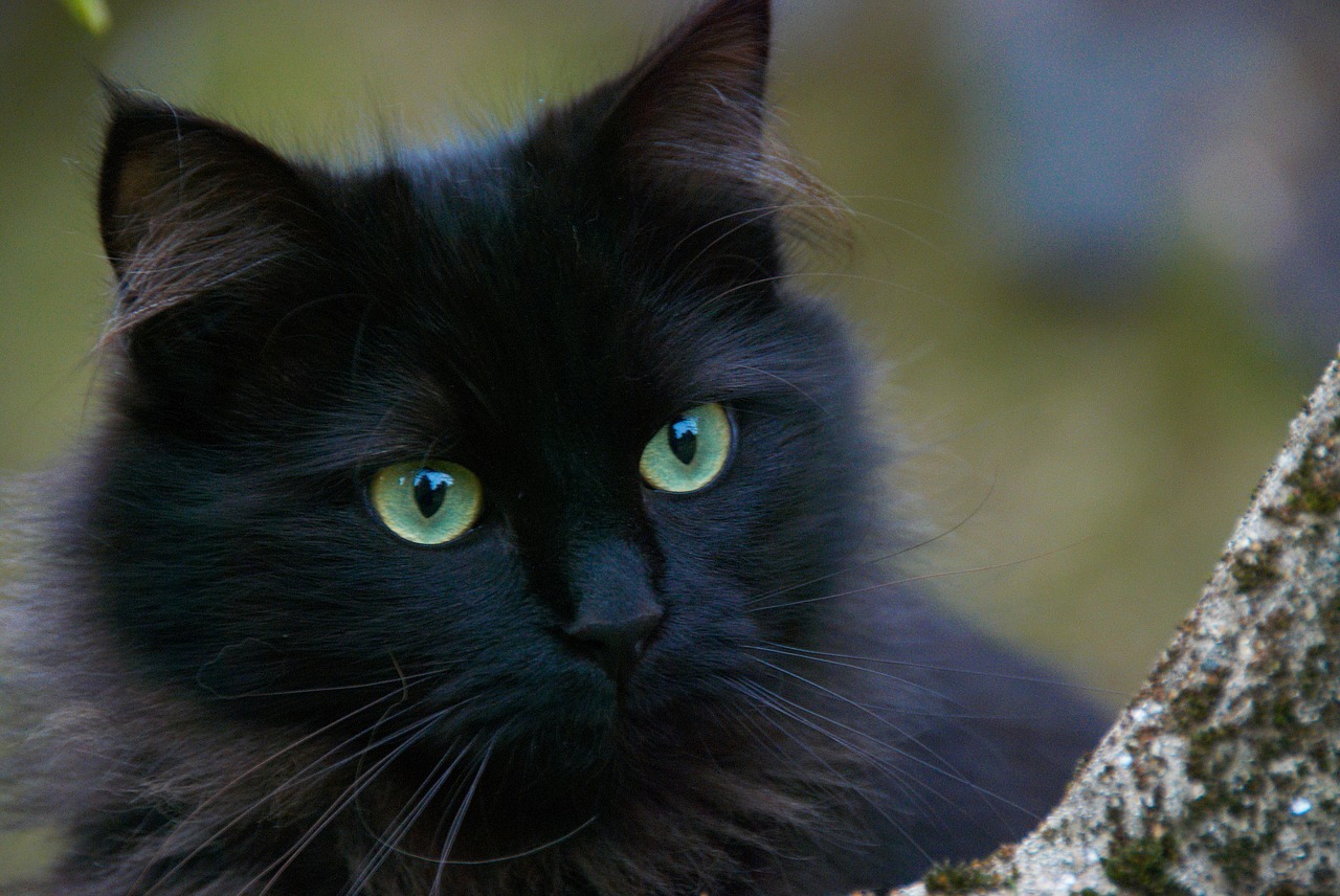 black cat cats portrait of cat free photo