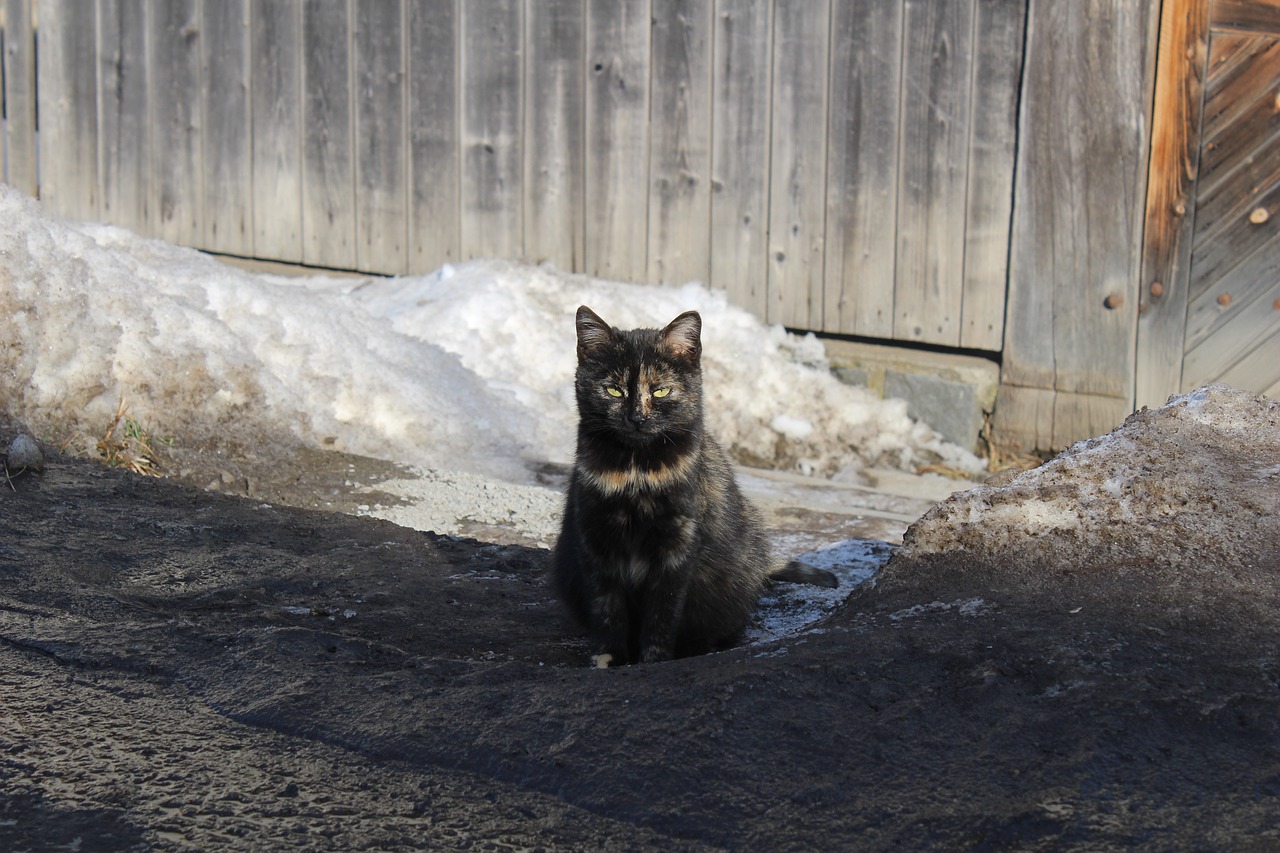 black cat  cat  winter colors free photo