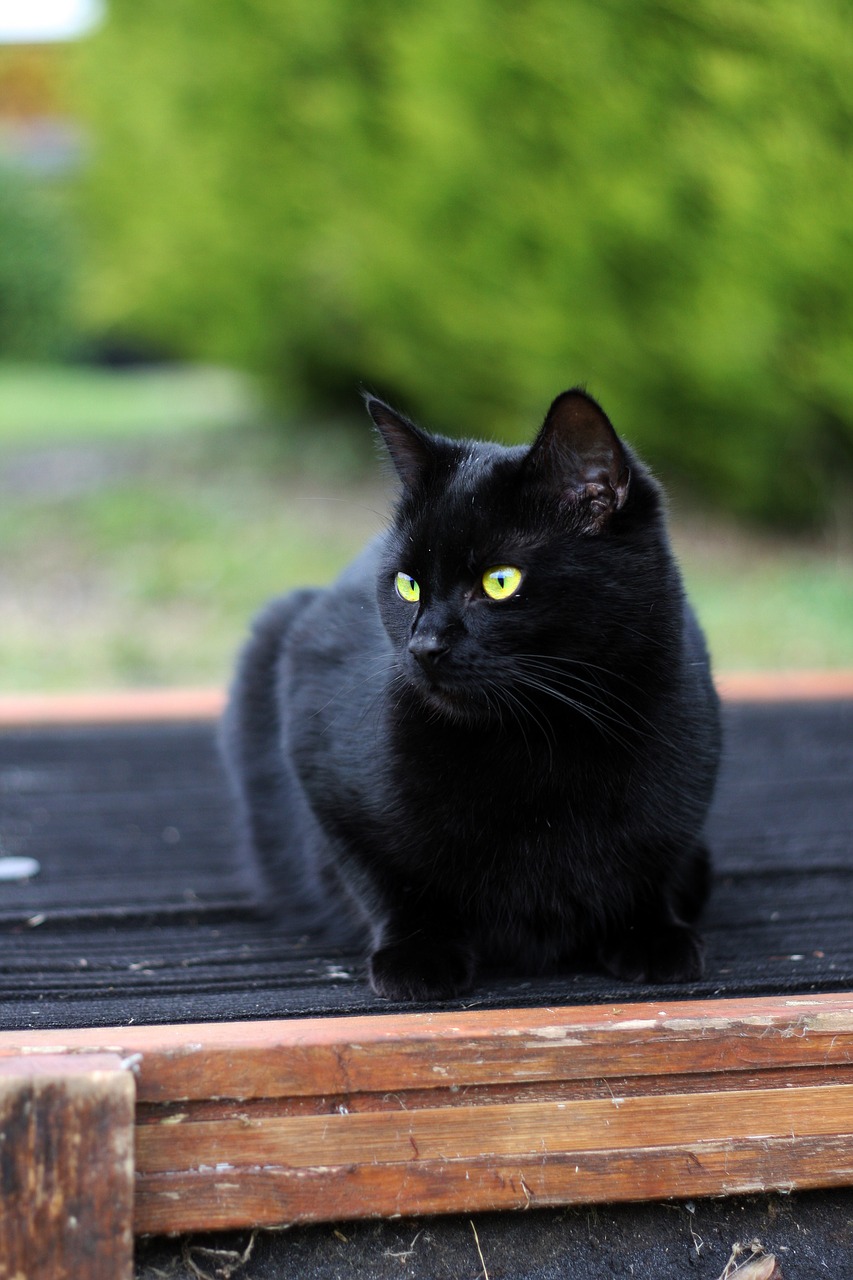 black cat  cat  black free photo