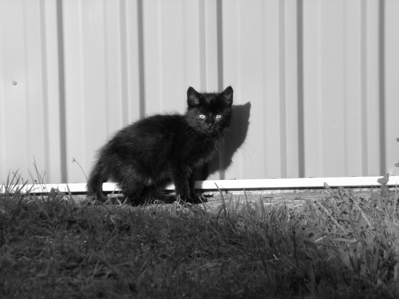black cat  garden  black and white free photo