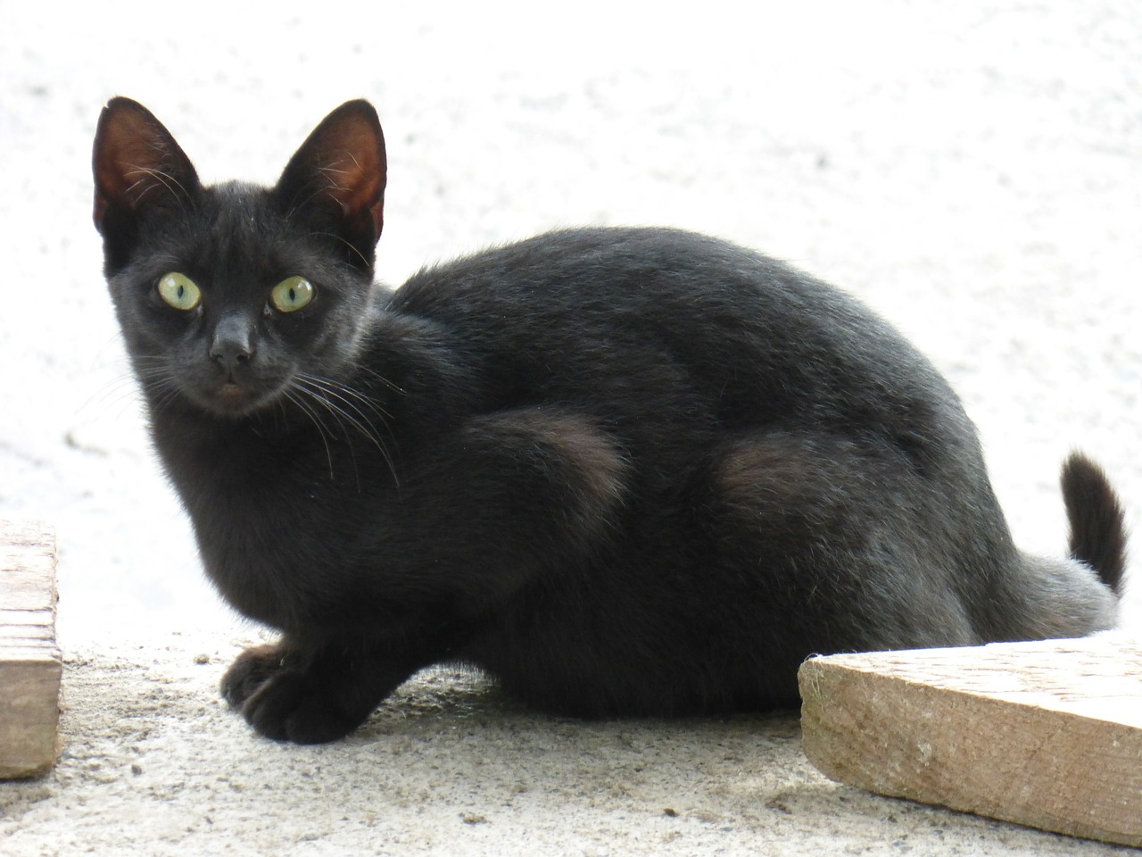 black cat wildcat cat free photo