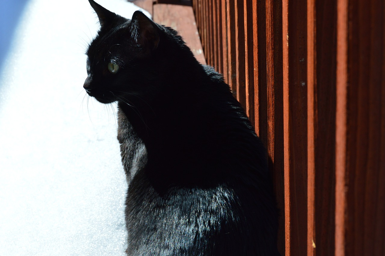 black cat stare feline free photo