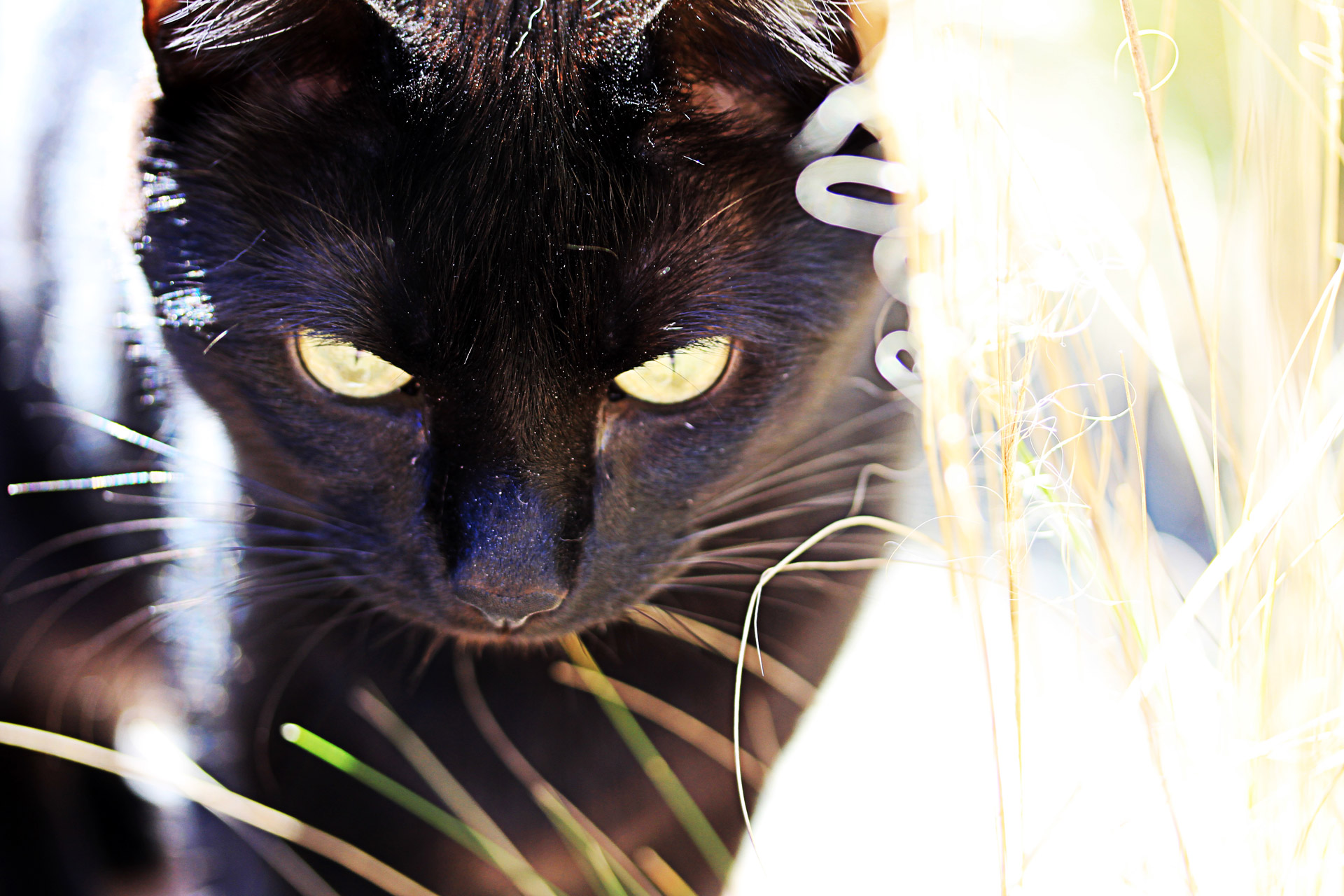 black cat walking cat hunting cat free photo