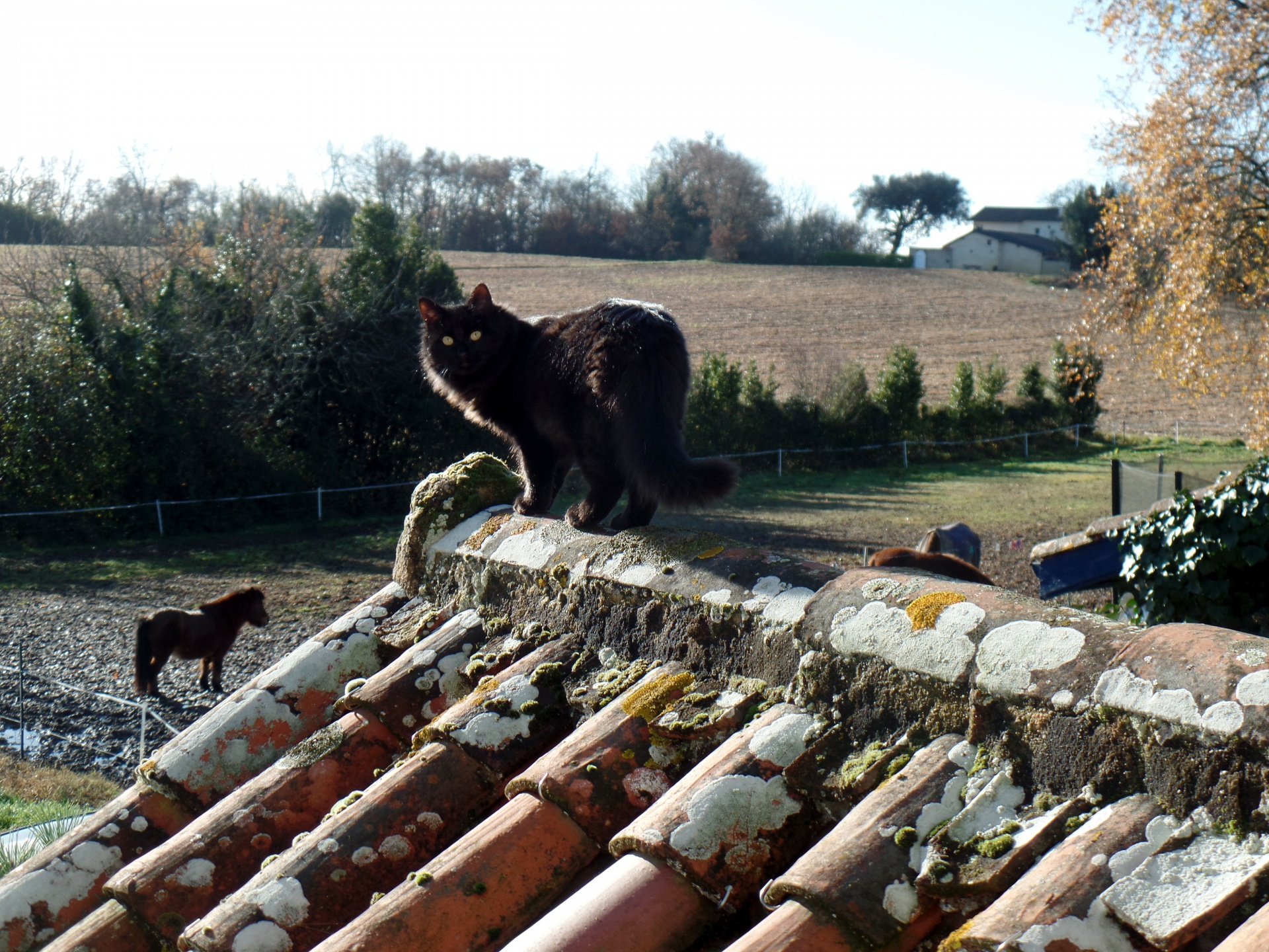roof black cat countryside free photo