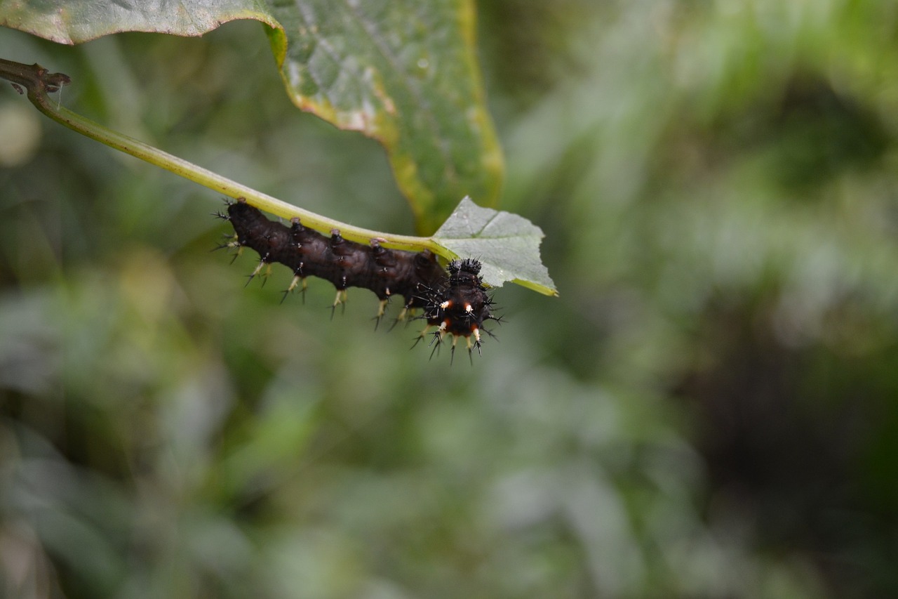 black caterpillar moth insect free photo