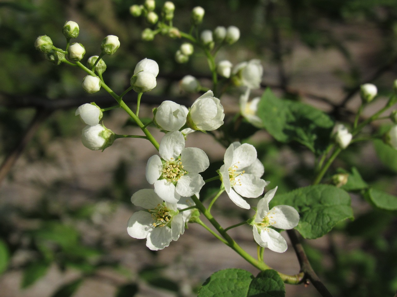 black cherry ahlkirsche swamp cherry free photo