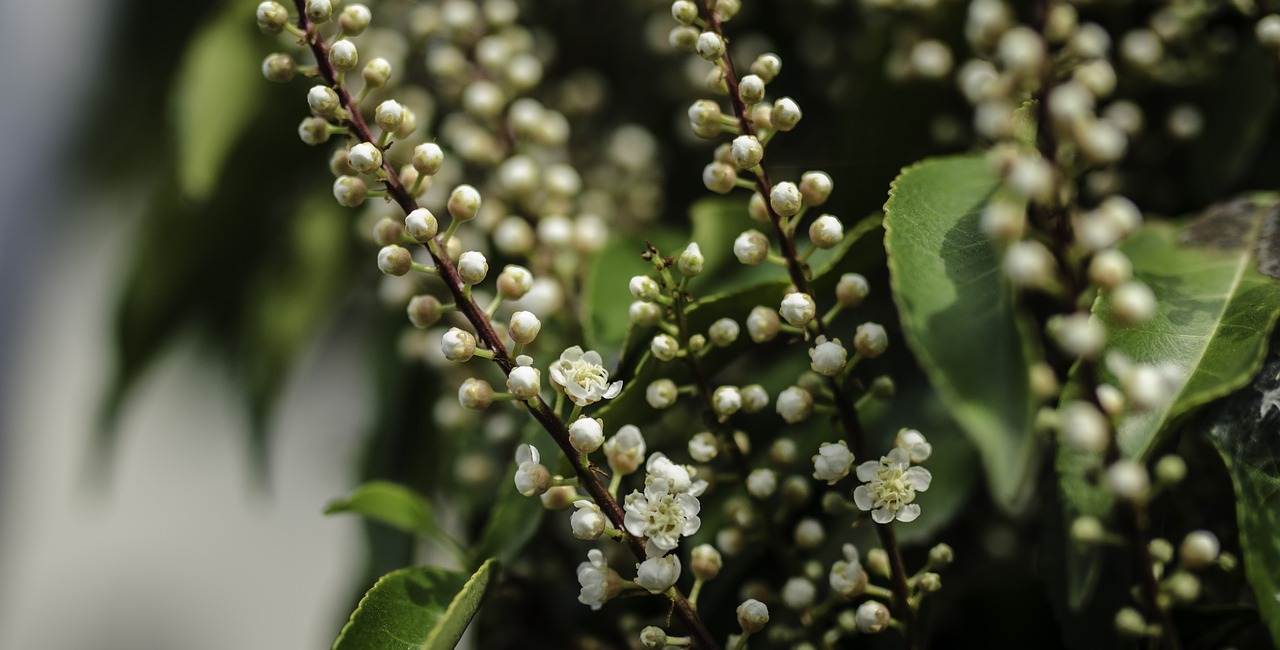 black cherry flower blossom free photo