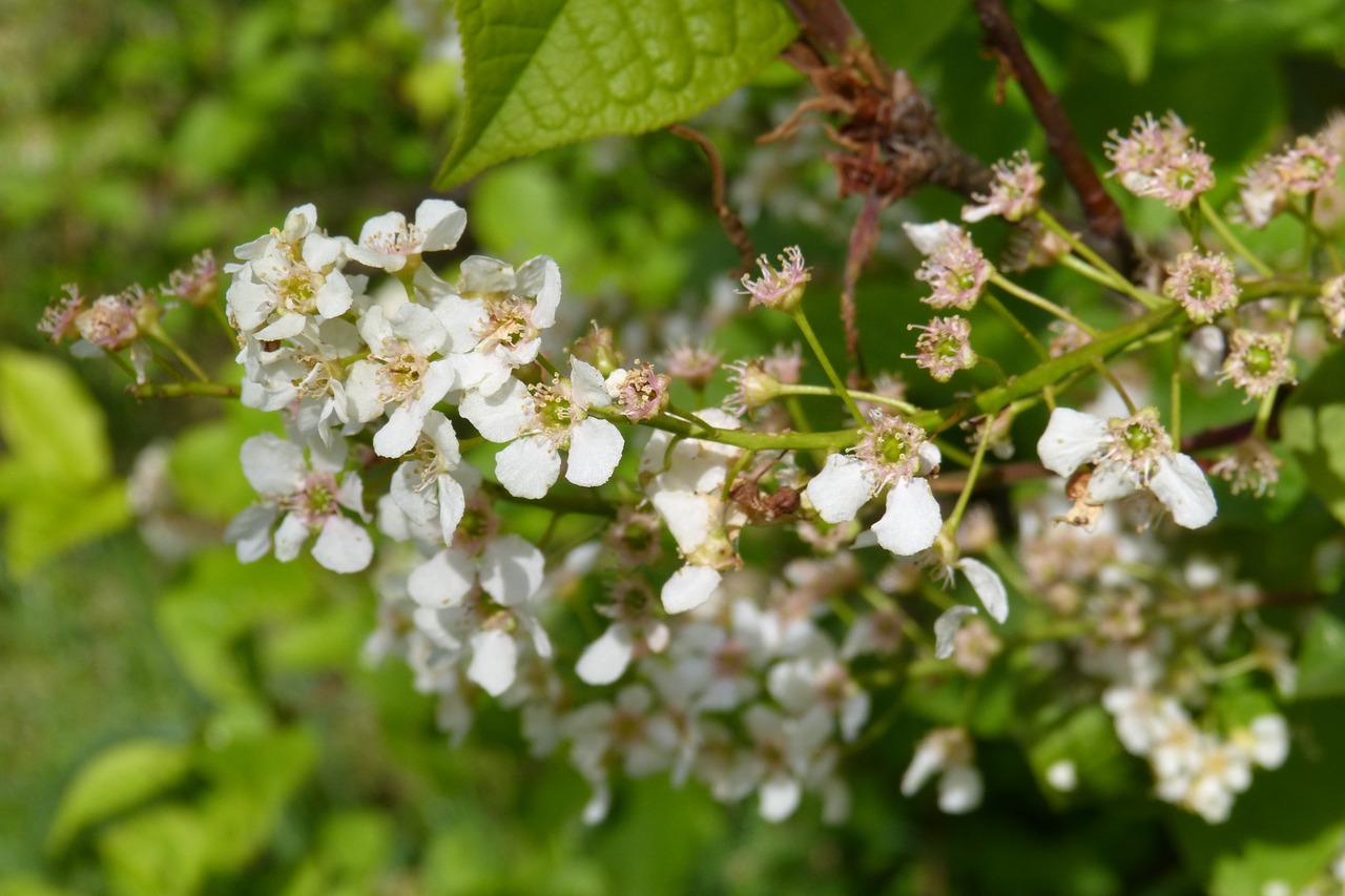 black cherry blossom bloom free photo