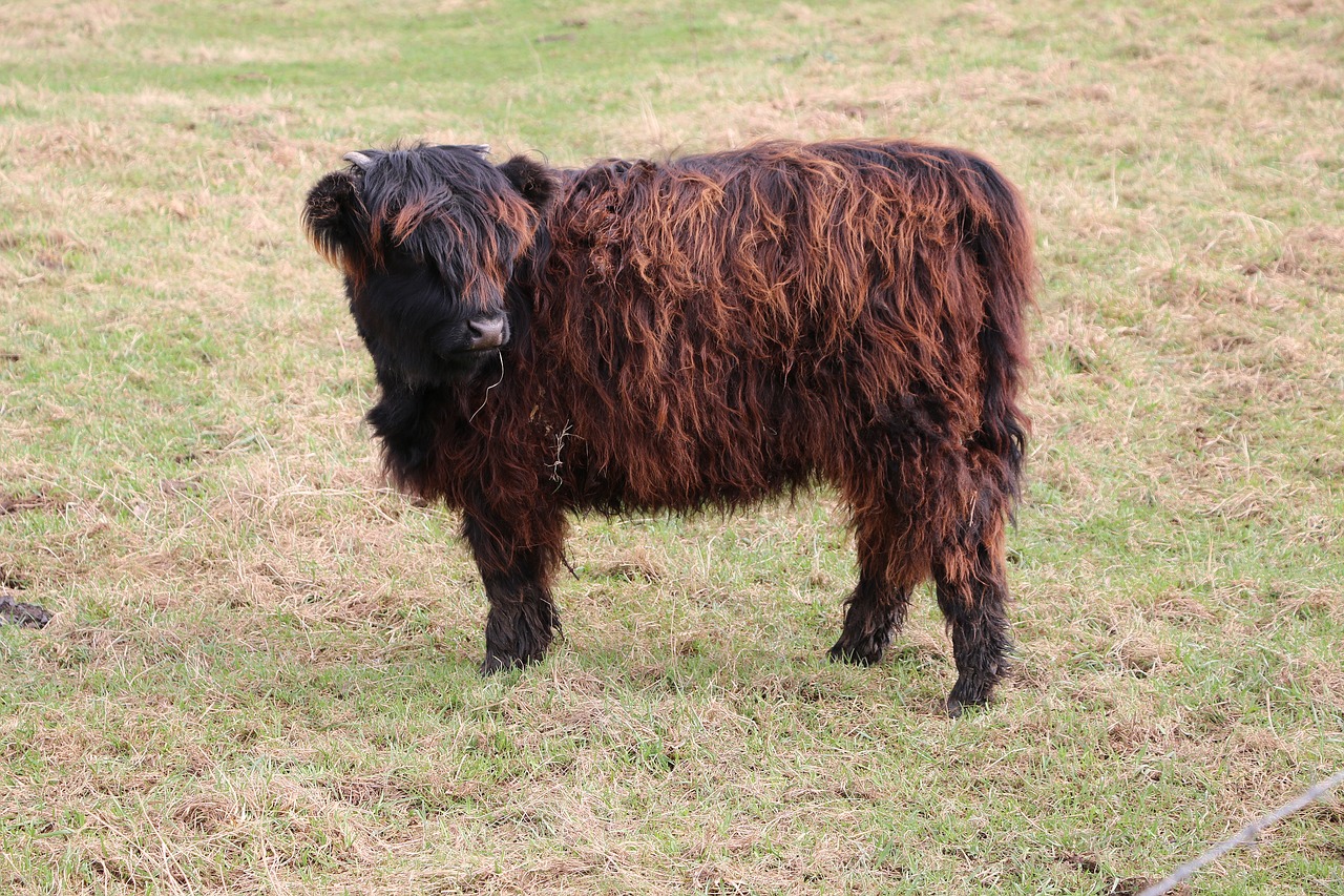 black cow beast horn free photo