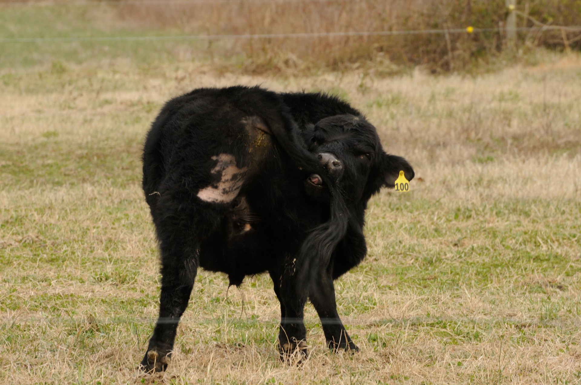 cow black farm free photo