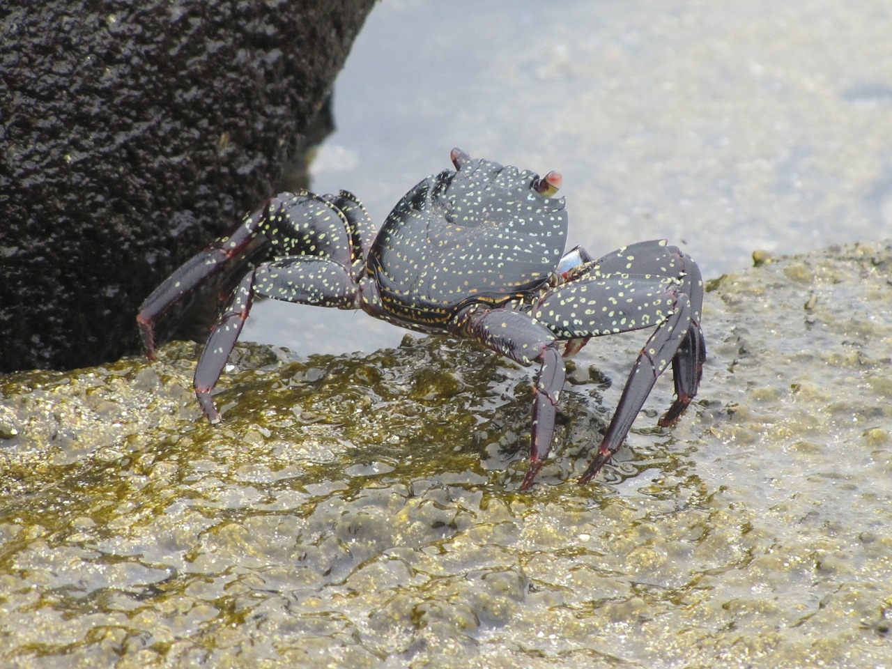 black crab galapagos cancer free photo