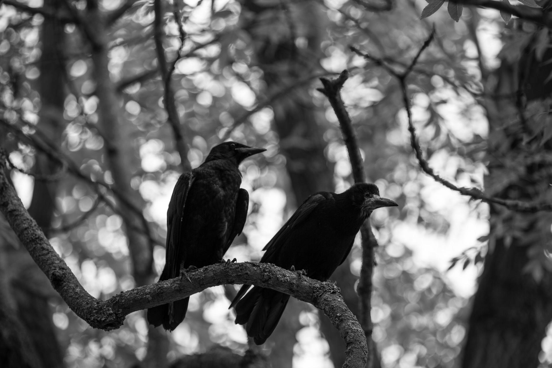 crow witch bird free photo