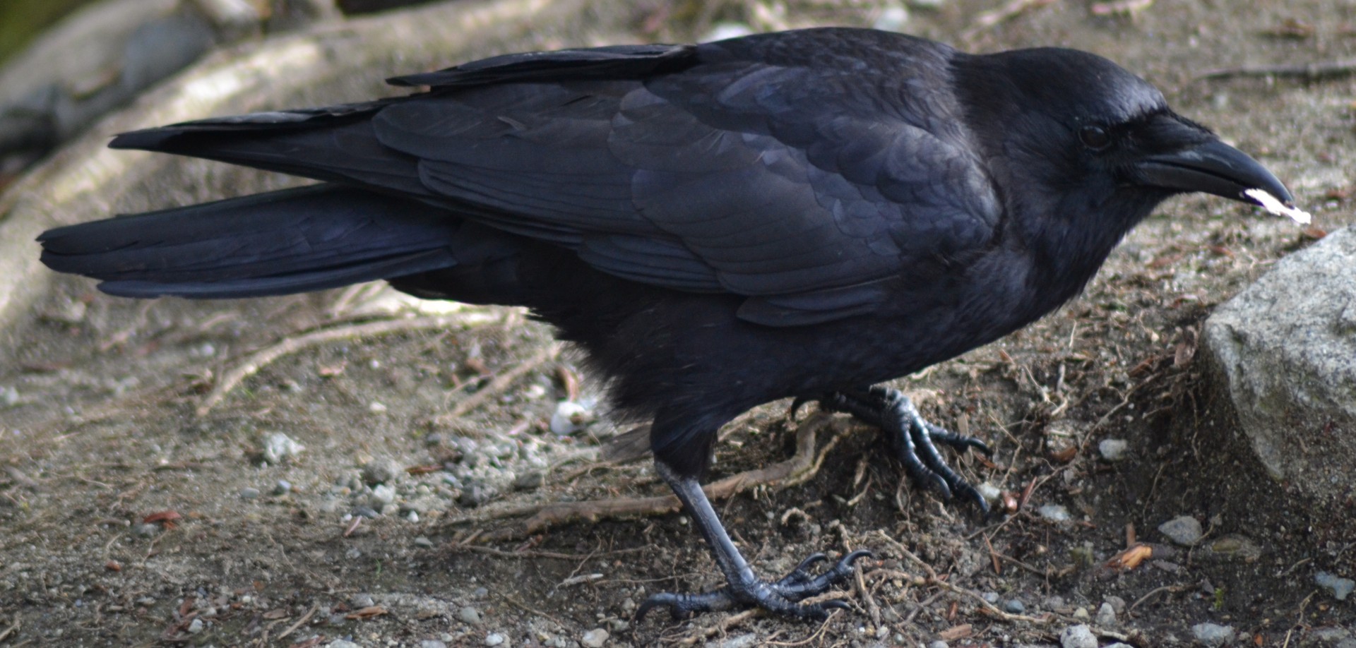 crow raven flying free photo