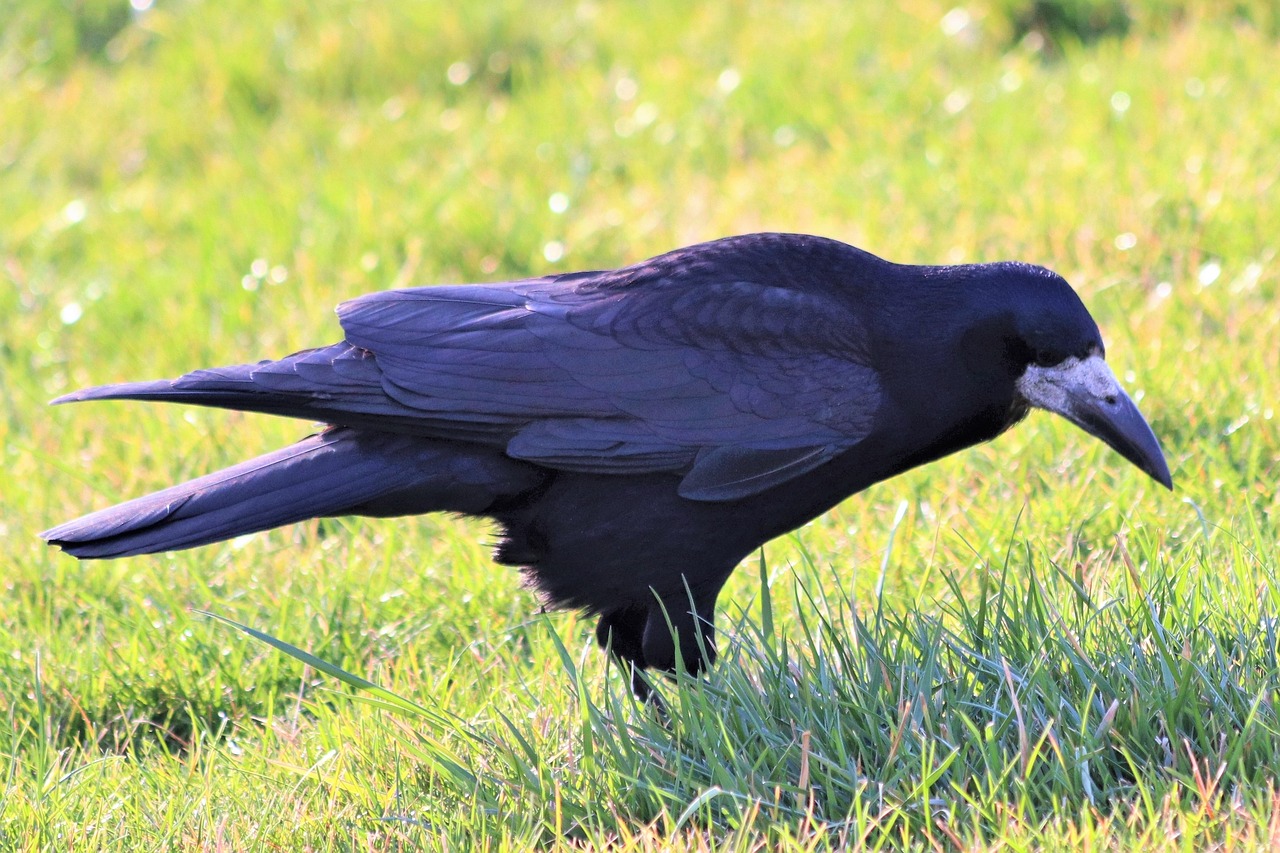 black crow  bird  animal free photo