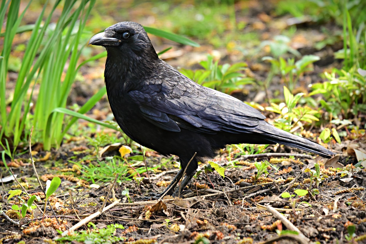black crow  bird  animal free photo