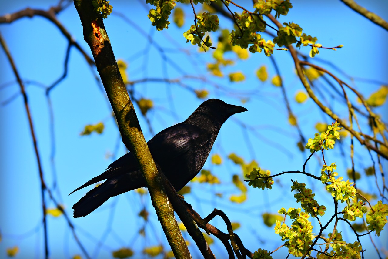 black crow  bird  animal free photo