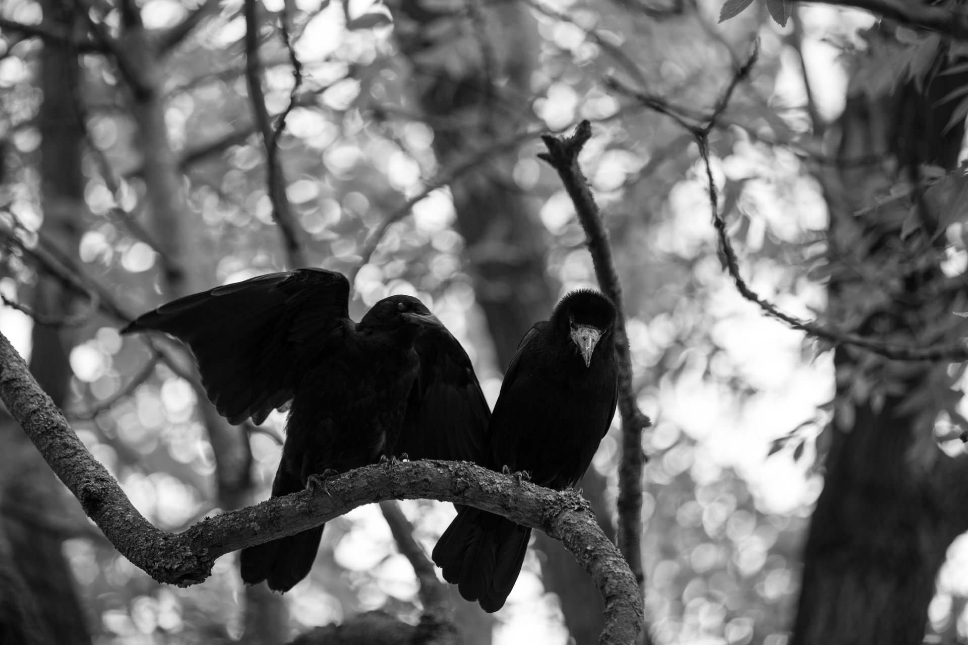 crow witch bird free photo