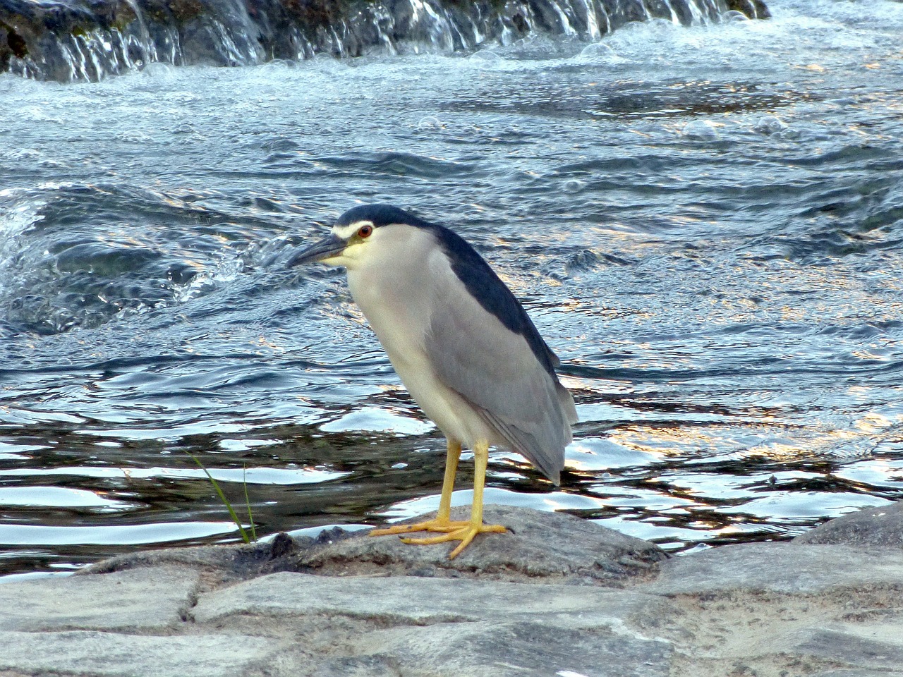 black crowned night heron bird free photo