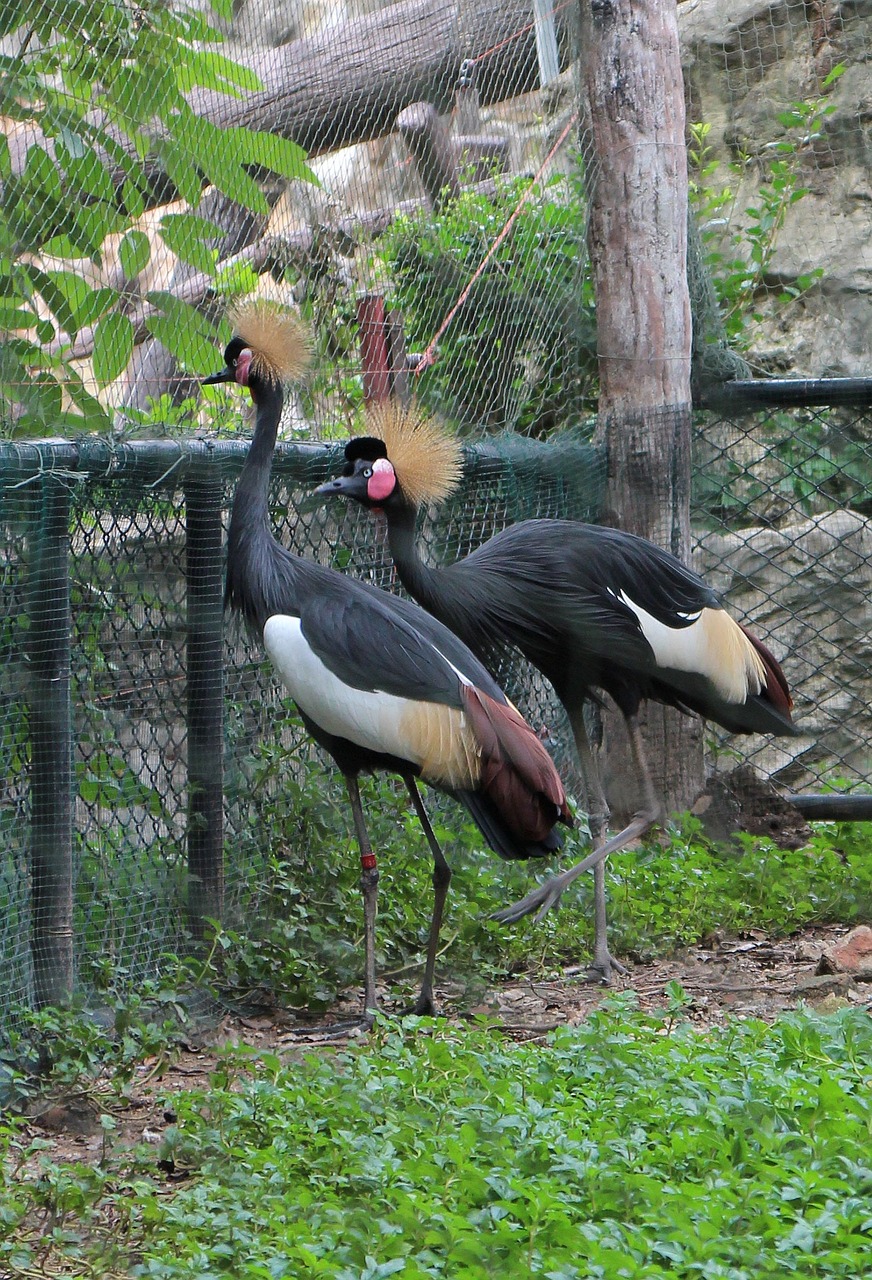black crowned crane nature zoo free photo