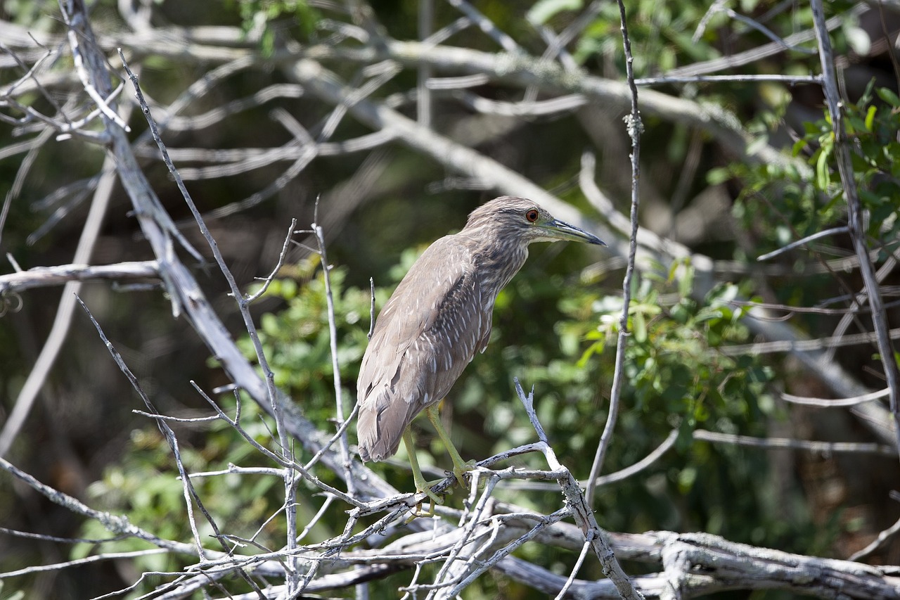 black crowned night heron wildlife bird free photo