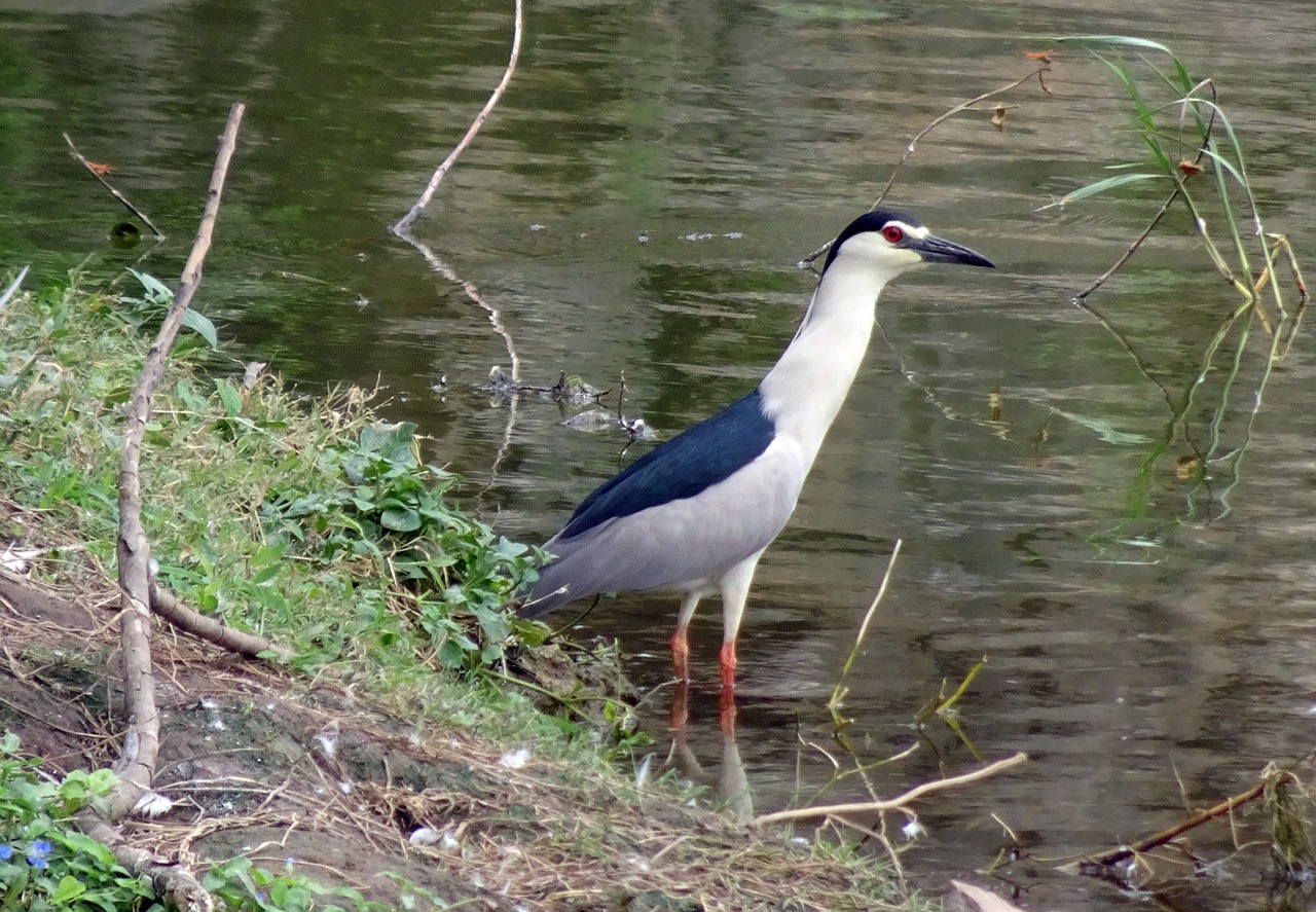 black-crowned night heron heron nycticorax nycticorax free photo