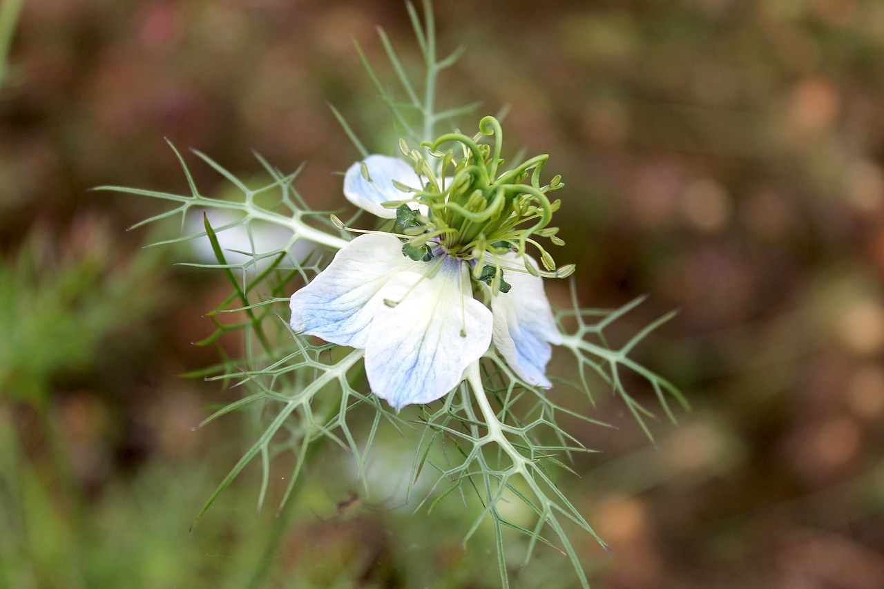 black cumin blossom bloom free photo