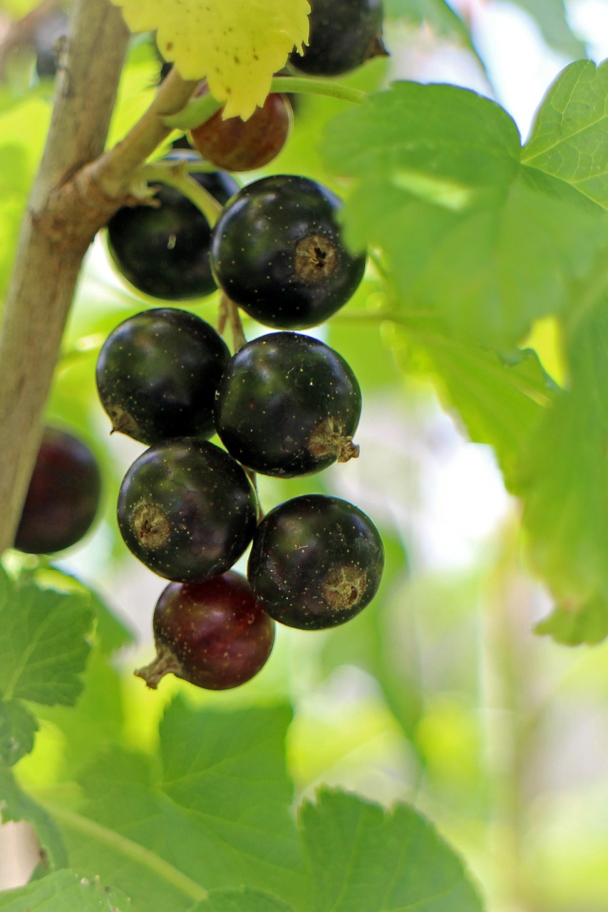 black currant ribes nigrum fruit free photo